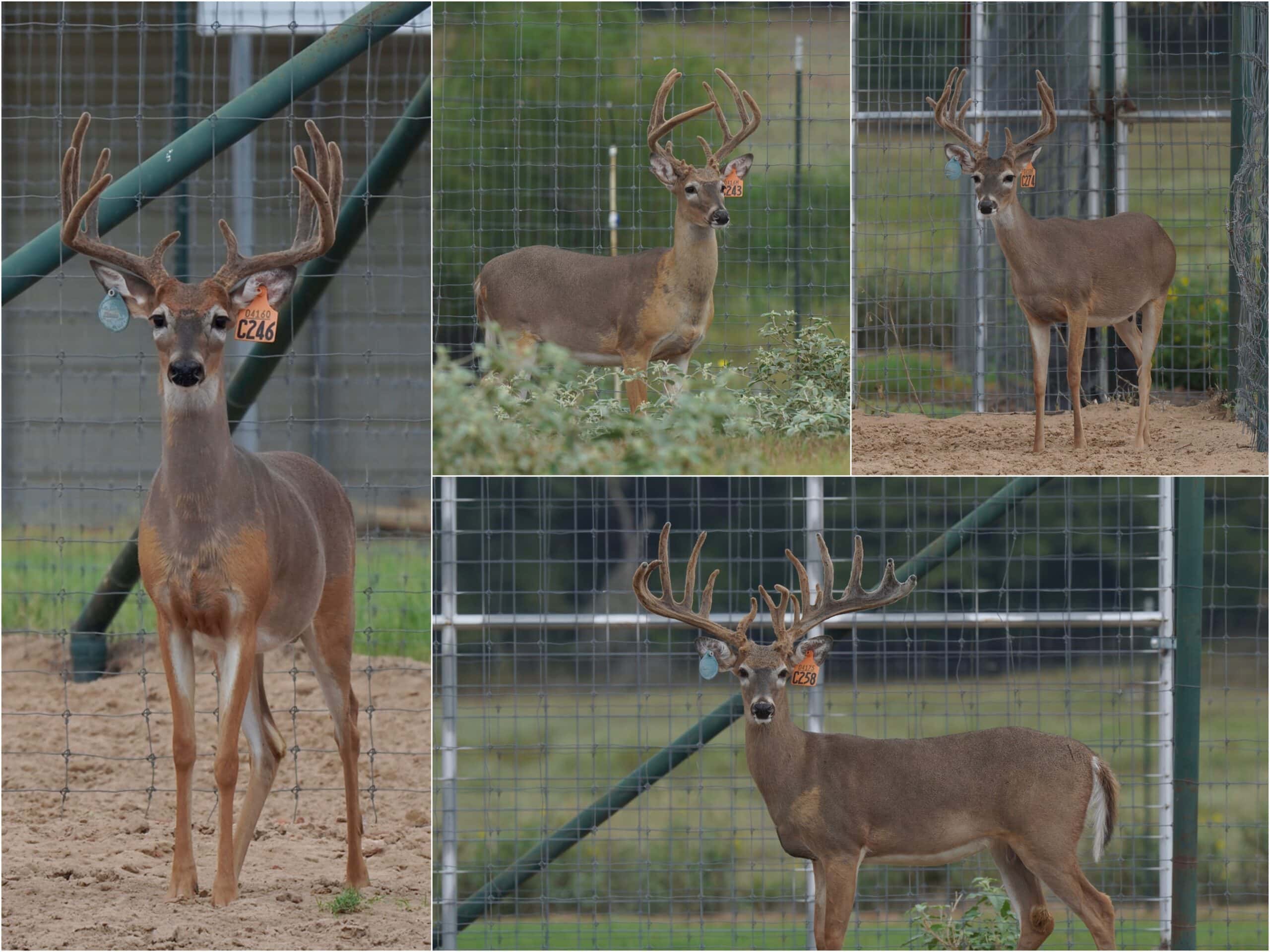 M3 Whitetails are Texas deer breeders that specialize in raising and selling whitetail Breeder Bucks, whitetail DMP Bucks, whitetail Stocker Bucks, as well as open and bred whitetail does. Big Texas Typicals are what buyers want when buying Texas DMP Bucks, Stocker Bucks, and Breeder Bucks. Our whitetail deer for sale are sure to impress and are priced competitively. Like my bucks? Buy my does! 