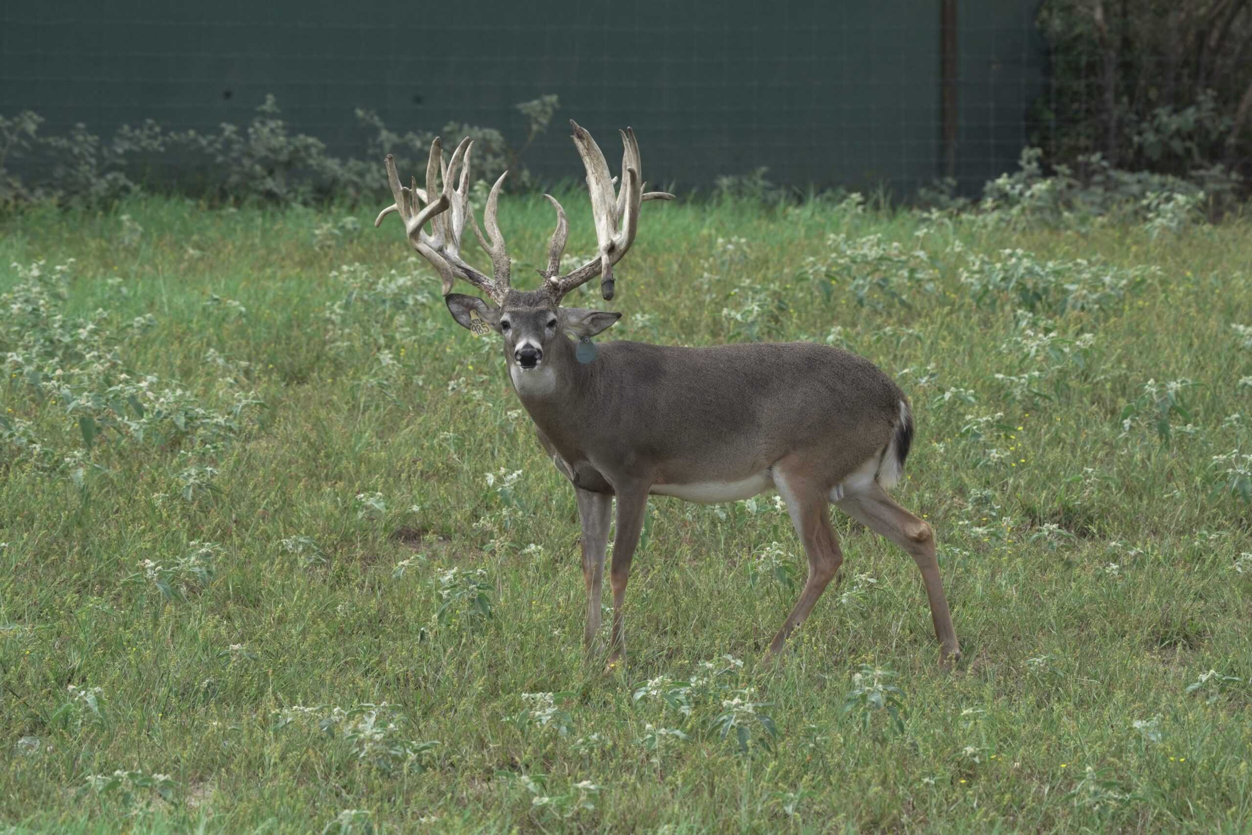 M3 Whitetails are Texas deer breeders that specialize in raising and selling whitetail Breeder Bucks, whitetail DMP Bucks, whitetail Stocker Bucks, as well as open and bred whitetail does. Big Texas Typicals are what buyers want when buying Texas DMP Bucks, Stocker Bucks, and Breeder Bucks. Our whitetail deer for sale are sure to impress and are priced competitively. Like my bucks? Buy my does!