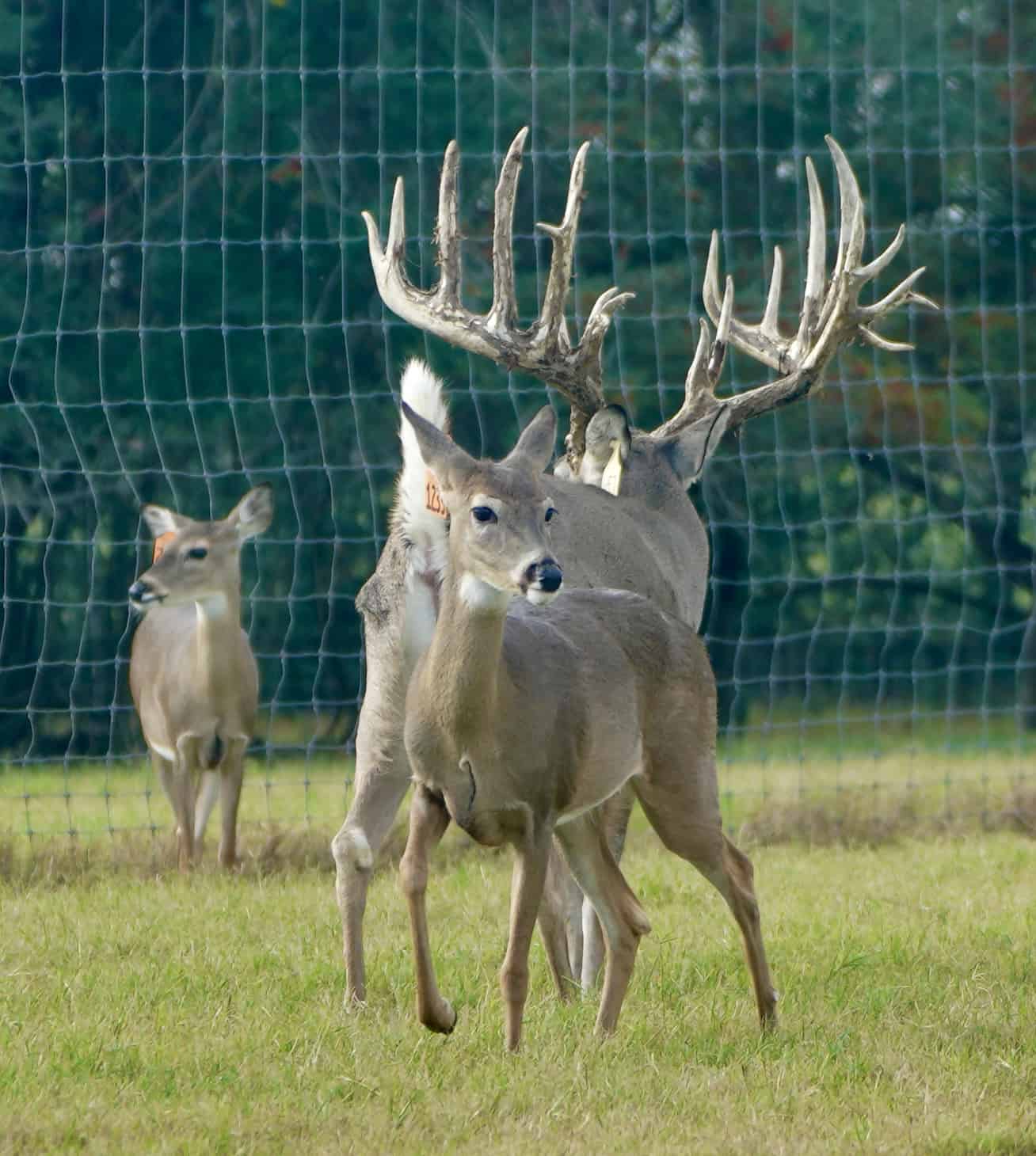 M3 Whitetails are Texas deer breeders that specialize in raising and selling whitetail Breeder Bucks, whitetail DMP Bucks, whitetail Stocker Bucks, as well as open and bred whitetail does. Big Texas Typicals are what buyers want when buying Texas DMP Bucks, Stocker Bucks, and Breeder Bucks. Our whitetail deer for sale are sure to impress and are priced competitively. Like my bucks? Buy my does!