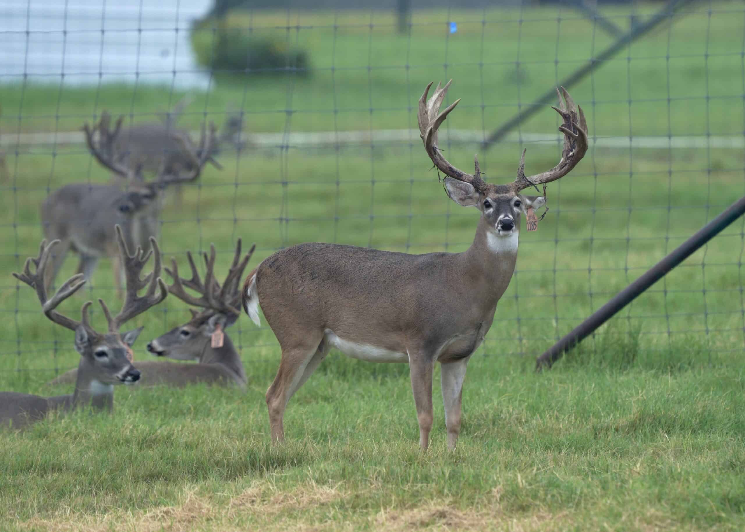 M3 Whitetails are Texas deer breeders that specialize in raising and selling whitetail Breeder Bucks, whitetail DMP Bucks, whitetail Stocker Bucks, as well as open and bred whitetail does. Big Texas Typicals are what buyers want when buying Texas DMP Bucks, Stocker Bucks, and Breeder Bucks. Our whitetail deer for sale are sure to impress and are priced competitively. Like my bucks? Buy my does! 