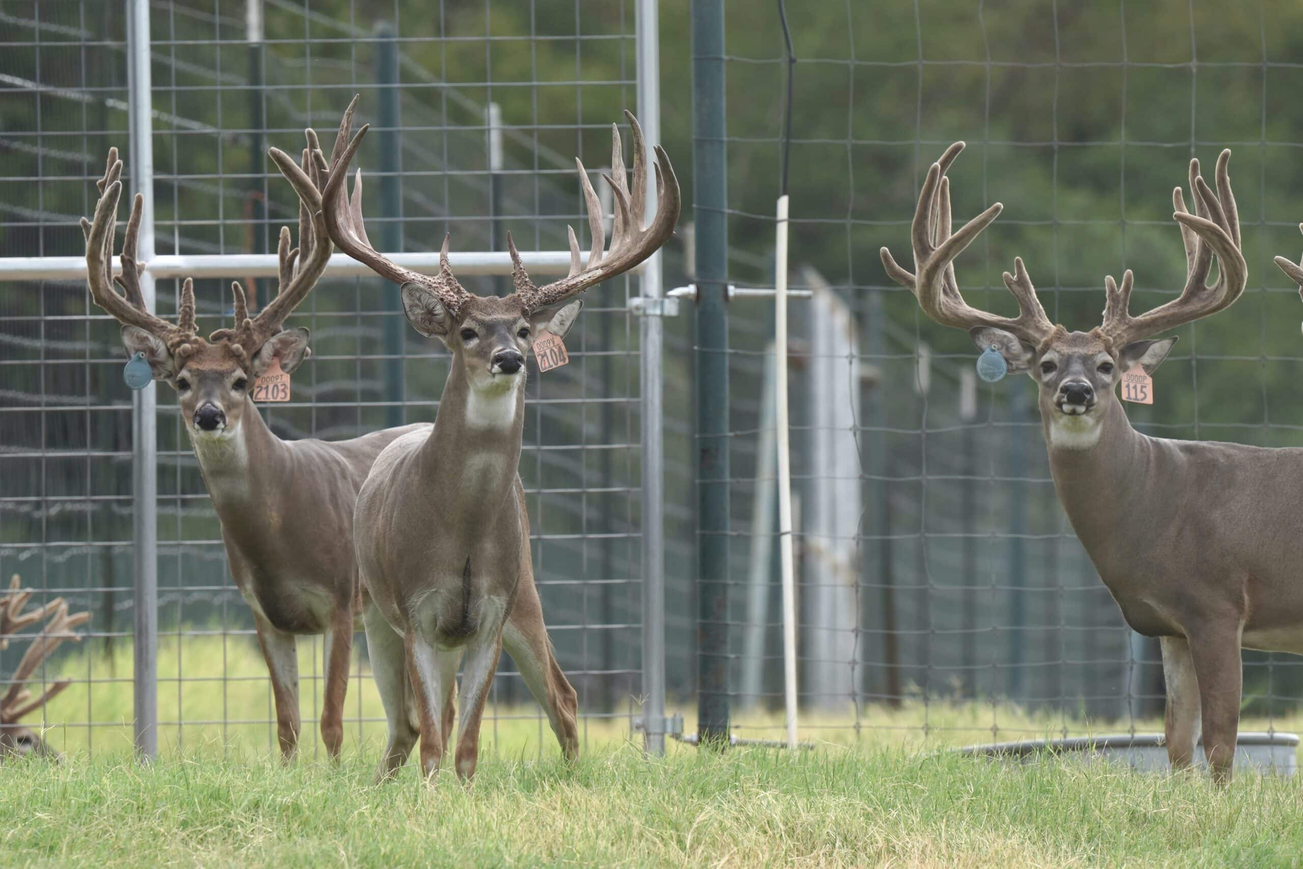 M3 Whitetails are Texas deer breeders that specialize in raising and selling whitetail Breeder Bucks, whitetail DMP Bucks, whitetail Stocker Bucks, as well as open and bred whitetail does. Big Texas Typicals are what buyers want when buying Texas DMP Bucks, Stocker Bucks, and Breeder Bucks. Our whitetail deer for sale are sure to impress and are priced competitively. Like my bucks? Buy my does!
