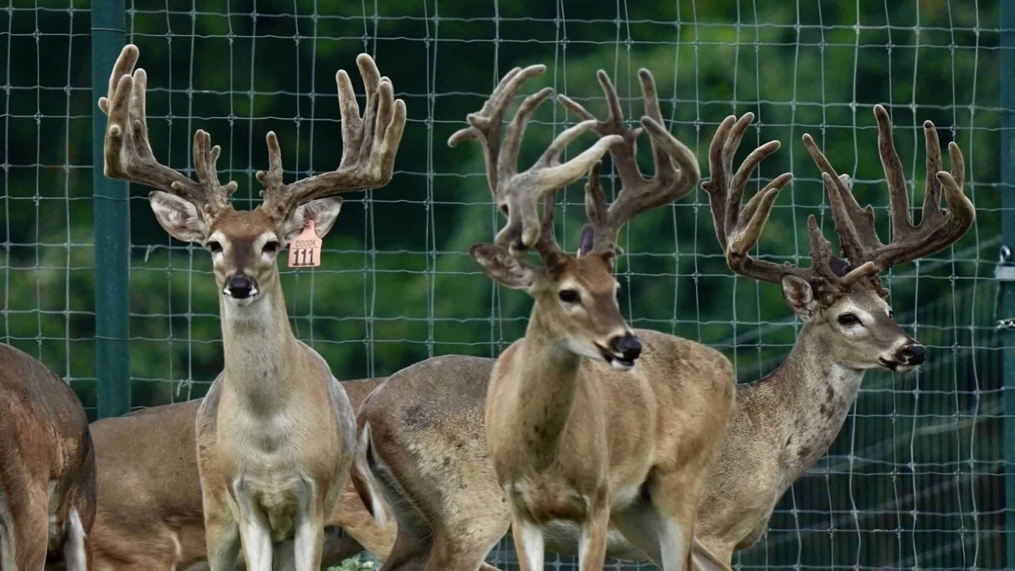 M3 Whitetails are Texas deer breeders that specialize in raising and selling whitetail Breeder Bucks, whitetail DMP Bucks, whitetail Stocker Bucks, as well as open and bred whitetail does. Big Texas Typicals are what buyers want when buying Texas DMP Bucks, Stocker Bucks, and Breeder Bucks. Our whitetail deer for sale are sure to impress and are priced competitively. Like my bucks? Buy my does!

