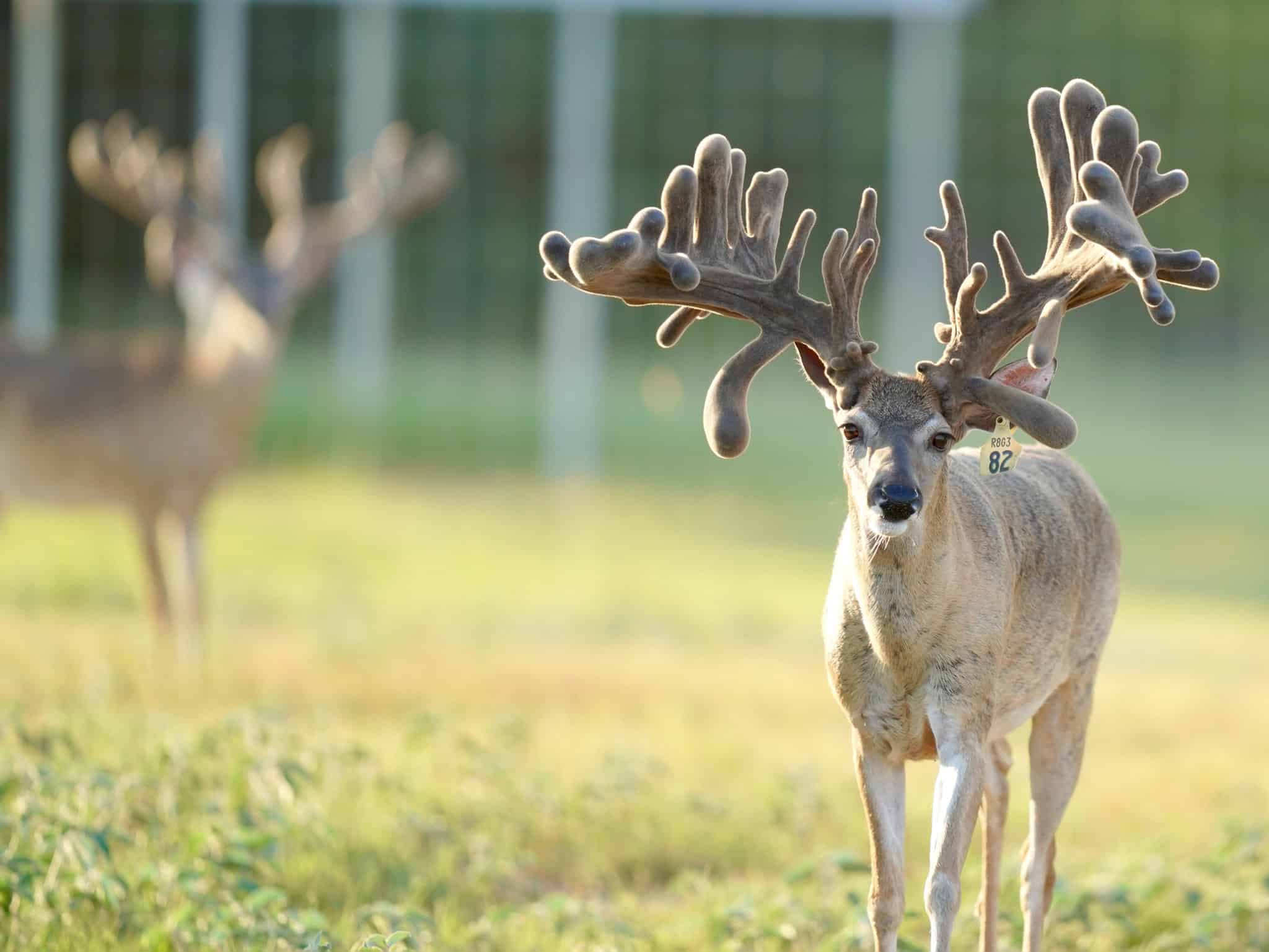 M3 Whitetails are Texas deer breeders that specialize in raising and selling whitetail Breeder Bucks, whitetail DMP Bucks, whitetail Stocker Bucks, as well as open and bred whitetail does. Big Texas Typicals are what buyers want when buying Texas DMP Bucks, Stocker Bucks, and Breeder Bucks. Our whitetail deer are sure to impress and priced competitively. Like my bucks? Buy my does! 